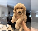 Puppy Lily Goldendoodle