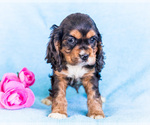 Puppy Dusty Cocker Spaniel