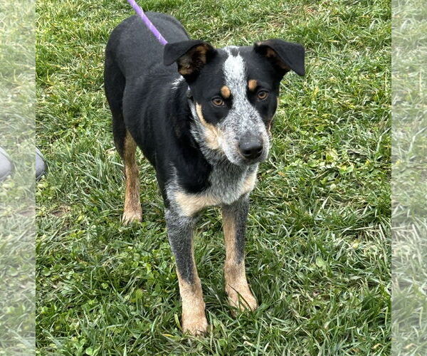 Medium Photo #1 Mutt Puppy For Sale in Batavia, OH, USA