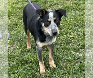 Mutt Dogs for adoption in Batavia, OH, USA