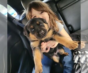 German Shepherd Dog-Rottweiler Mix Puppy for sale in VENETA, OR, USA