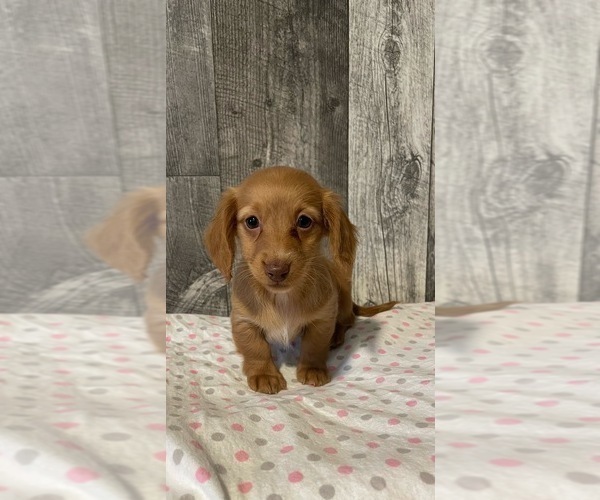 Medium Photo #4 Dachshund Puppy For Sale in CANOGA, NY, USA