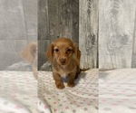 Small Photo #4 Dachshund Puppy For Sale in CANOGA, NY, USA