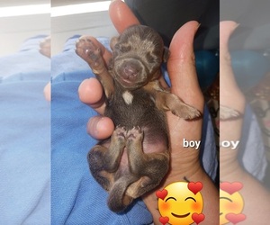 Chiweenie Puppy for sale in PENSACOLA, FL, USA