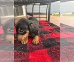 Small Photo #5 Dachshund Puppy For Sale in PORTLAND, OR, USA
