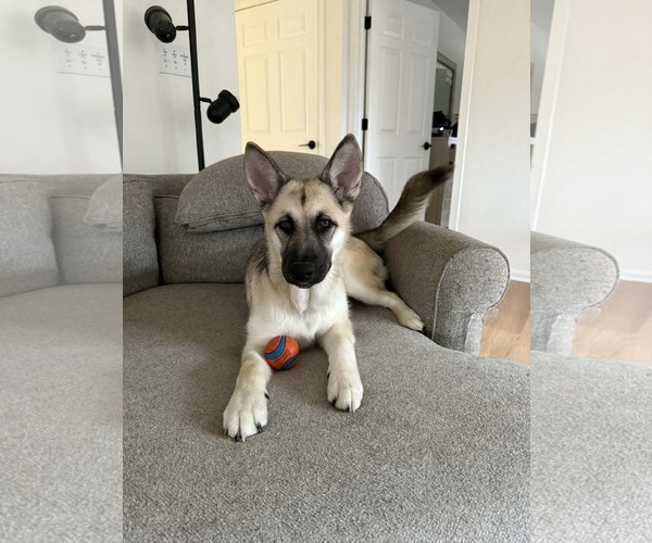 Medium Photo #7 Alaskan Malamute-German Shepherd Dog Mix Puppy For Sale in Clinton , MI, USA