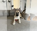 Small #6 Alaskan Malamute-German Shepherd Dog Mix