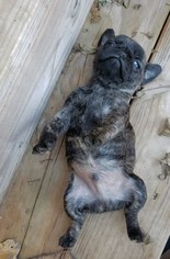 Pug Puppy for sale in CINCINNATI, OH, USA