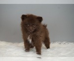 Puppy 5 Pomeranian