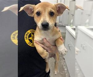 Chihuahua Dogs for adoption in Rosenberg, TX, USA
