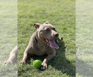 American Pit Bull Terrier Dogs for adoption in McKinney, TX, USA