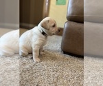 Small #63 Labrador Retriever