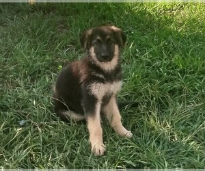 German Shepherd Dog Puppy for sale in SAINT CLOUD, FL, USA