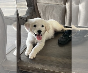 Golden Retriever Puppy for sale in VICTORVILLE, CA, USA