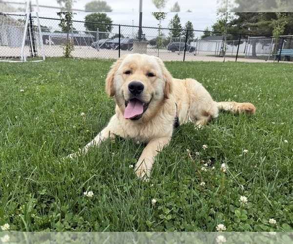 Medium Photo #9 Golden Retriever Puppy For Sale in PANA, IL, USA