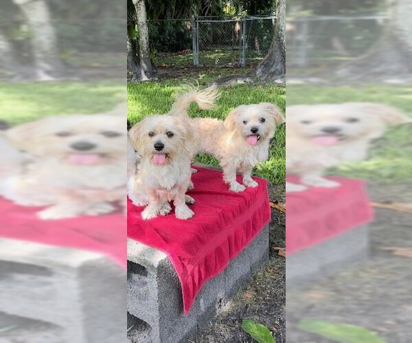Medium Photo #8 Shih Tzu Puppy For Sale in Weston, FL, USA