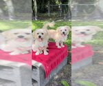 Small #7 Shih Tzu