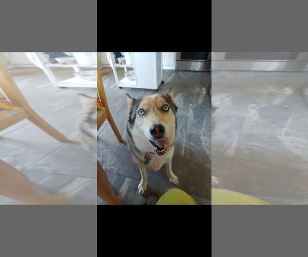 Medium Photo #1 Siberian Husky-Unknown Mix Puppy For Sale in Incline Village, NV, USA