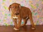 Small Photo #4 Dogue de Bordeaux Puppy For Sale in SHAWNEE, OK, USA