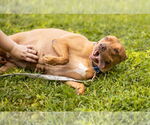 Small #11 American Pit Bull Terrier Mix