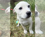 Small #2 Labrador Retriever