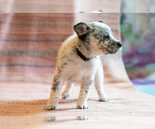 Medium Photo #21 Cowboy Corgi Puppy For Sale in HOPKINSVILLE, KY, USA