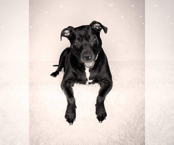 Medium Photo #12 American Pit Bull Terrier-American Staffordshire Terrier Mix Puppy For Sale in Caldwell, NJ, USA