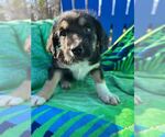 Small #4 Australian Shepherd Mix