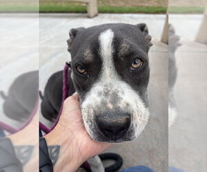 Mutt Dogs for adoption in Riverside, CA, USA
