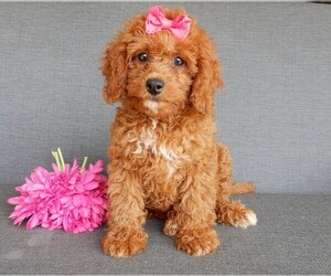 Cavapoo Puppy for sale in MILLERSBURG, OH, USA