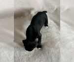 Small #5 Boxer