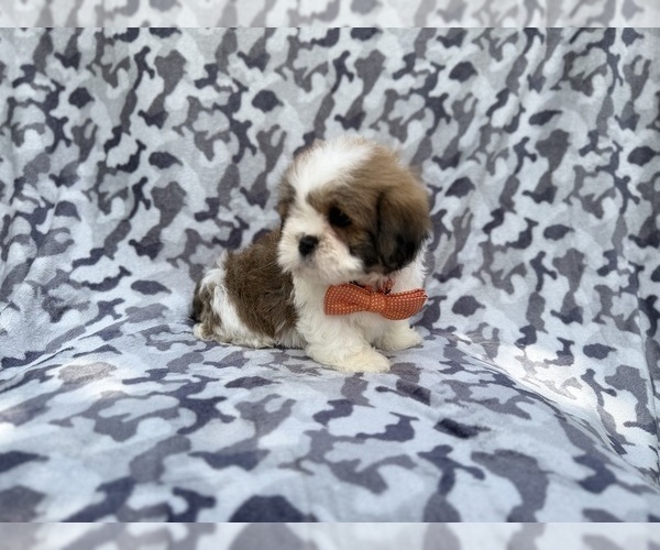 Medium Photo #6 Lhasa Apso Puppy For Sale in LAKELAND, FL, USA
