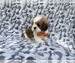 Small #5 Lhasa Apso