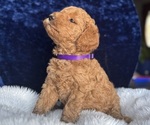 Small #7 Goldendoodle (Miniature)