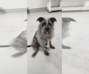 Winky #0417 - Female Mutt Dog for Adoption - Photo #3