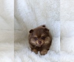 Small #5 Pomeranian