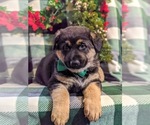Small Photo #6 German Shepherd Dog Puppy For Sale in CHRISTIANA, PA, USA