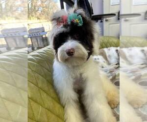 Mutt Dogs for adoption in Candler, NC, USA