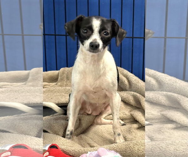 Medium Photo #9 Chihuahua-Unknown Mix Puppy For Sale in Holly Springs, NC, USA