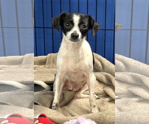 Mira - Female Chihuahua-Unknown Mix Dog for Adoption - Photo #9