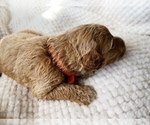 Small Photo #34 Goldendoodle Puppy For Sale in WOODLAND, AL, USA