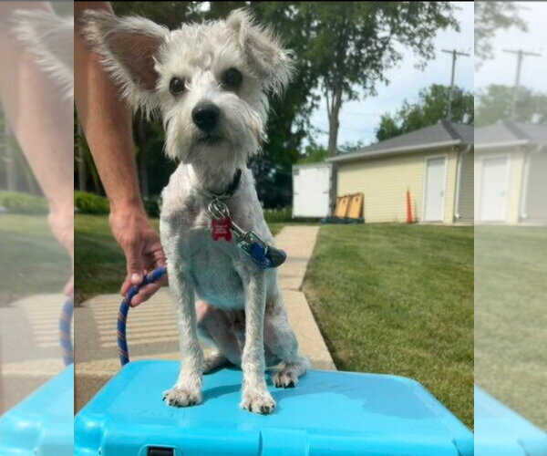 Medium Photo #10 Mutt Puppy For Sale in Grafton, WI, USA