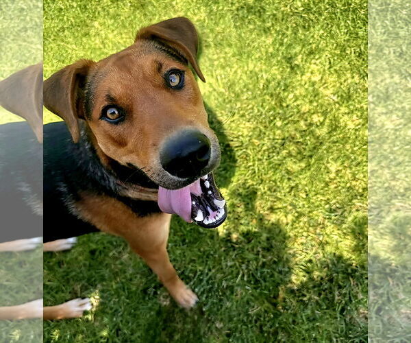 Medium Photo #12 Labrador Retriever-Unknown Mix Puppy For Sale in Fallbrook, CA, USA