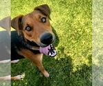 Small #11 Labrador Retriever Mix