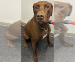 Small Labrador Retriever Mix