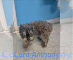 Small #4 Miniature Schnauzer Mix