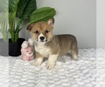 Small Photo #5 Pembroke Welsh Corgi Puppy For Sale in FRANKLIN, IN, USA