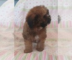 Small Photo #2 Maltipoo (Toy) Puppy For Sale in BURLINGTON, MA, USA
