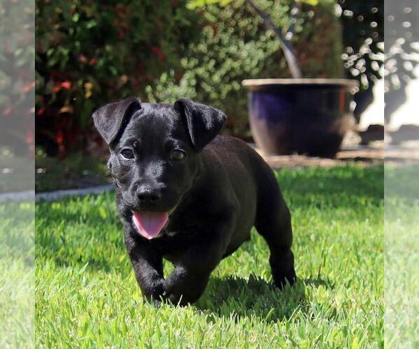 Medium Photo #5 Chihuahua-Unknown Mix Puppy For Sale in San Diego, CA, USA