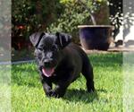 Small #4 Chihuahua Mix